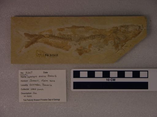 Leptolepis dubius