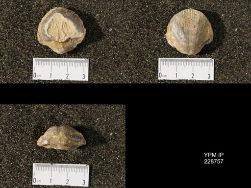 Neospirifer triplicatus gibbosus