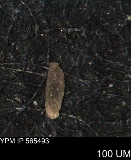 Miliammina manitobensis