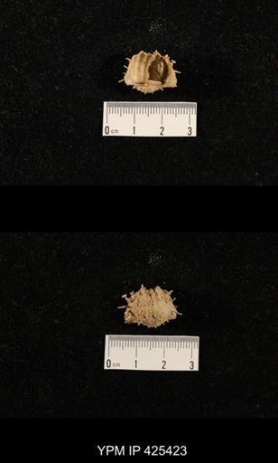 Liosotella sp.