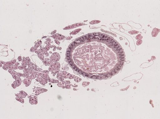 Periplaneta americana