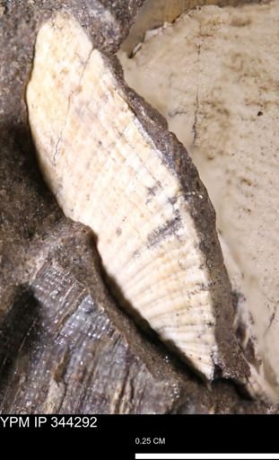 Parallelodon?