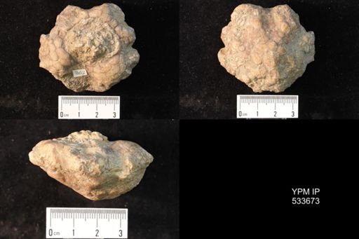 undet. Crinoidea