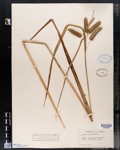 Carex comosa