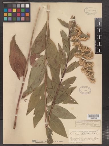 Solidago latissimifolia