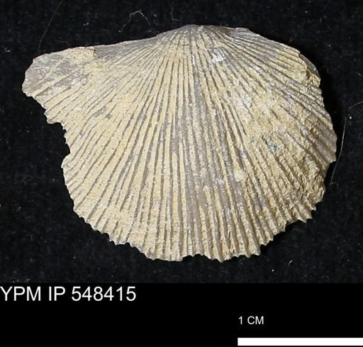 Stropheodonta callawayensis