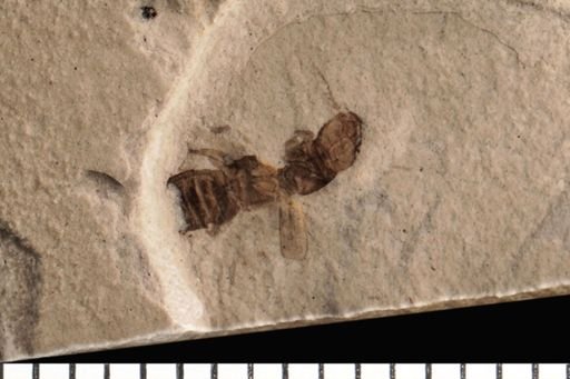 Staphylinidae