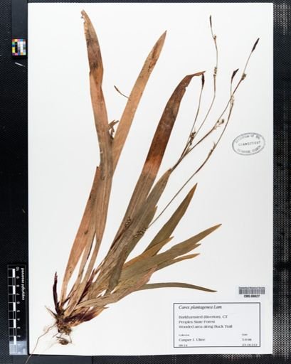 Carex plantaginea