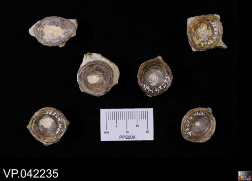 undet. Actinopterygii