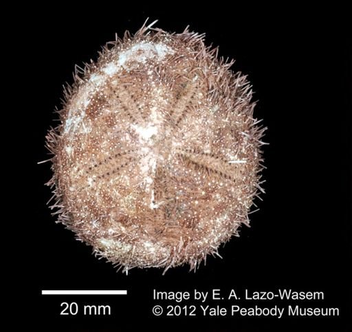 Echinoidea