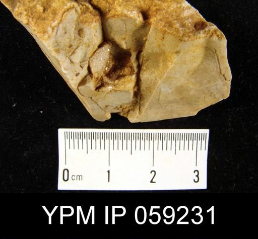 Leptocoelia flabellites