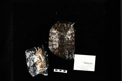 Trachemys scripta