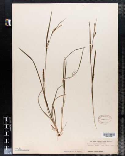 Carex digitalis