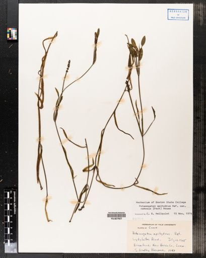 Potamogeton epihydrus