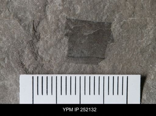 undet. Eurypterida