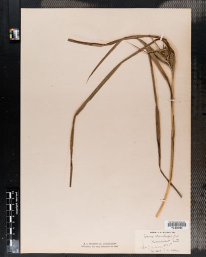 Carex frankii