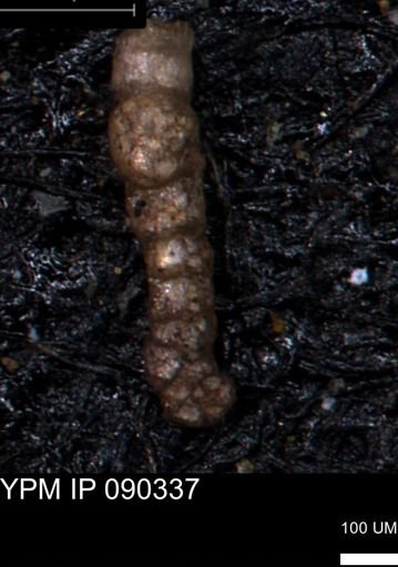 Ammobaculoides phaulus
