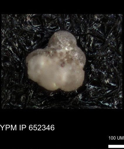 undet. Rugoglobigerinidae