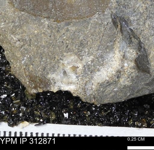 undet. Scaphitidae