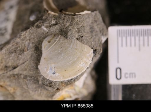 Protocardia subquadrata