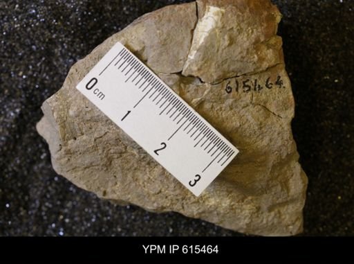 Baculites sp.