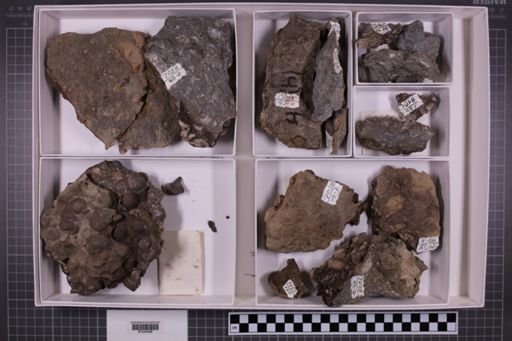 mixed taxa, stratigraphic collection