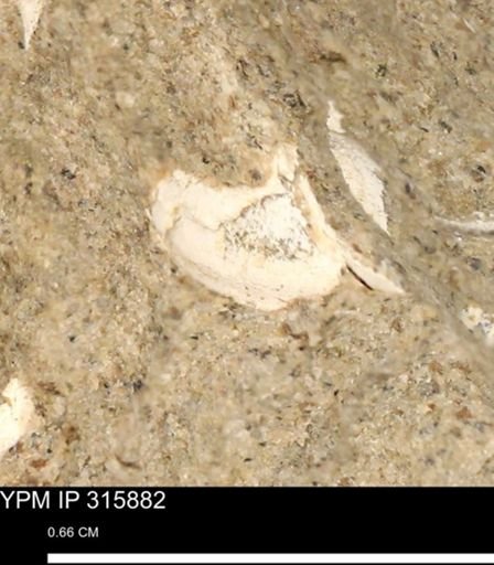 undet. Mollusca