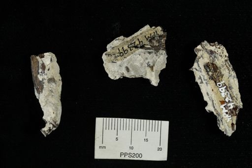 undet. Actinopterygii