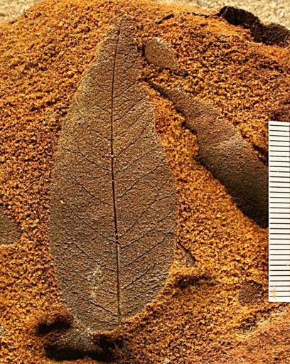 Angiospermopsida