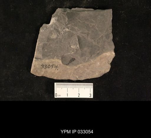 Mormolucoides articulatus