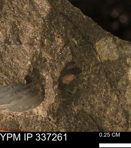 undet. Mollusca