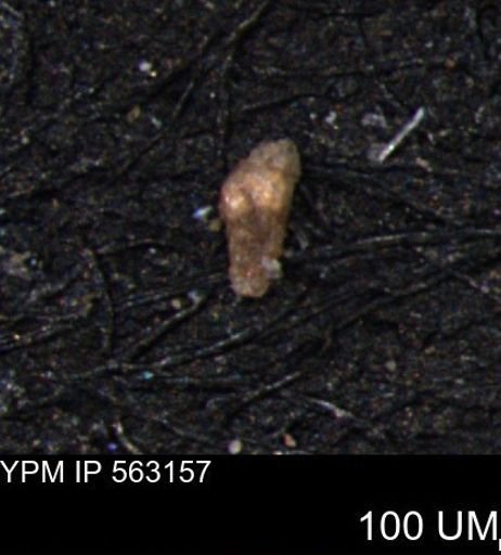 Verneuilina canadensis