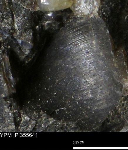 undet. Bivalvia