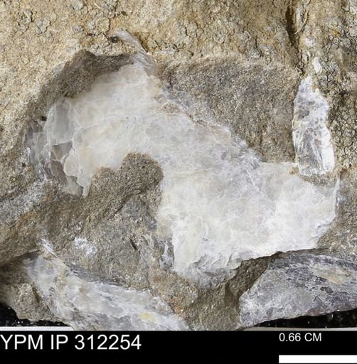 undet. Bivalvia
