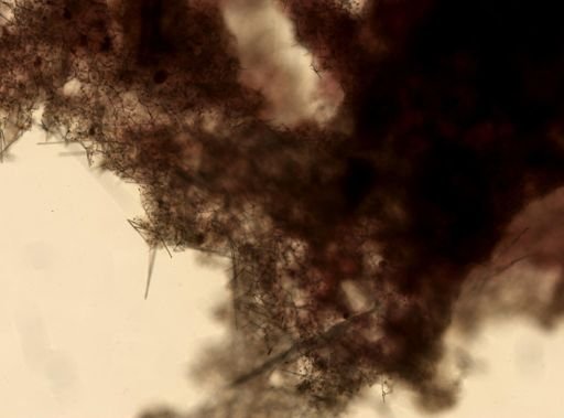 Mycale microsigmatosa