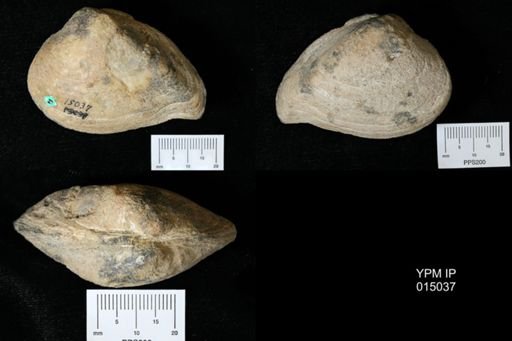 Parreysia tatrotensis