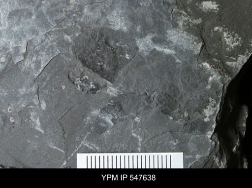 undet. Eurypterida