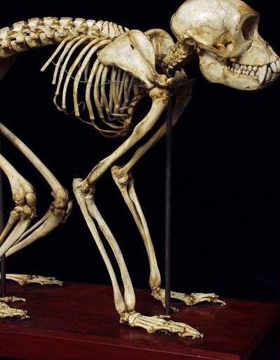 Macaca fascicularis