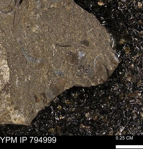 undet. Mollusca