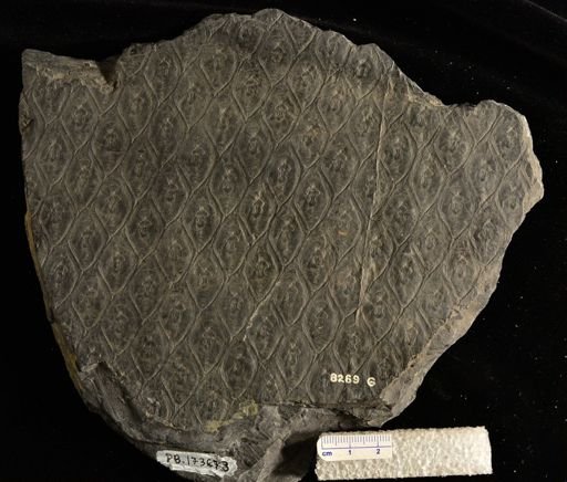 Lepidodendron sp.