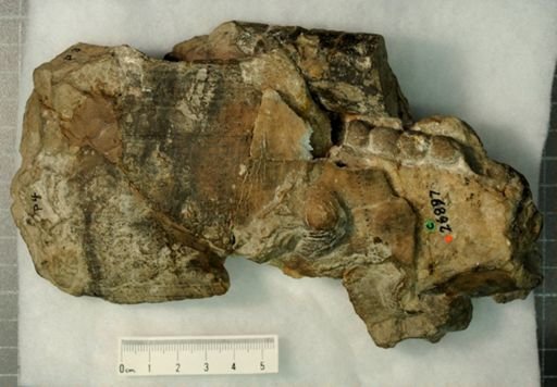 Polygrammoceras chicottense