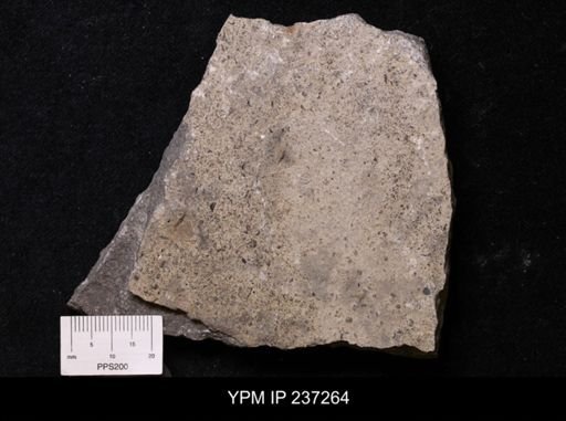 undet. Conodonta