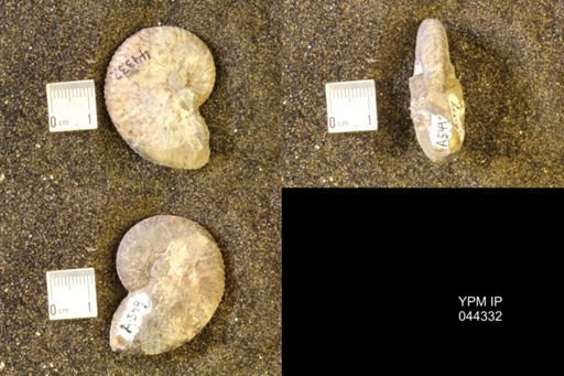 Hoploscaphites comprimus