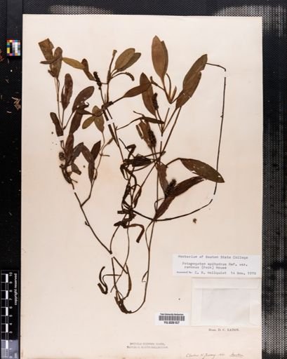 Plantae