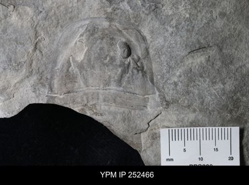 Eurypterus sp.