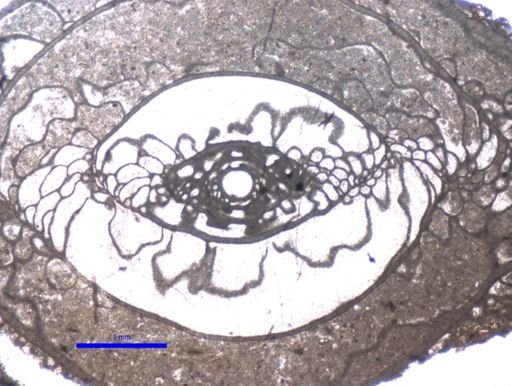 Pseudoschwagerina uddeni