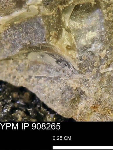 undet. Mollusca