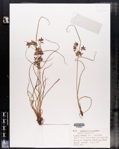 Cyperus diandrus