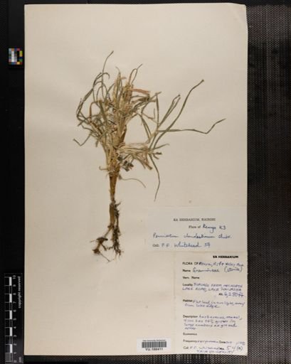 Plantae
