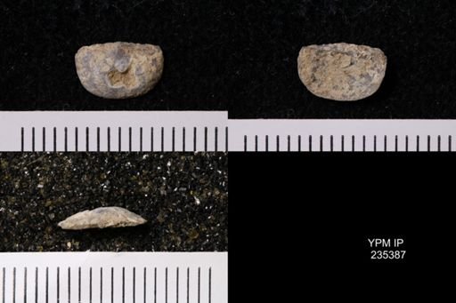Eolissochonetes keyesi